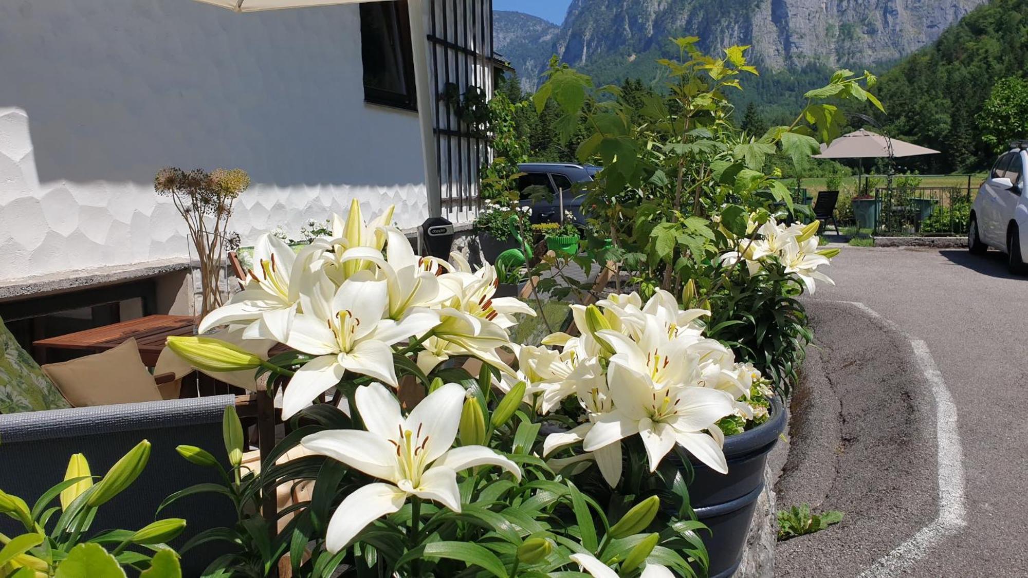 Apartamento Haus Alpenblick Obertraun Exterior foto
