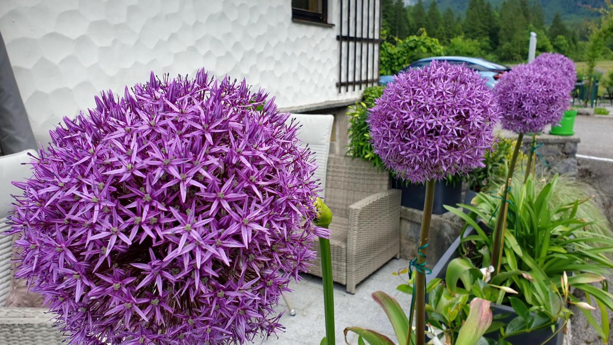Apartamento Haus Alpenblick Obertraun Exterior foto
